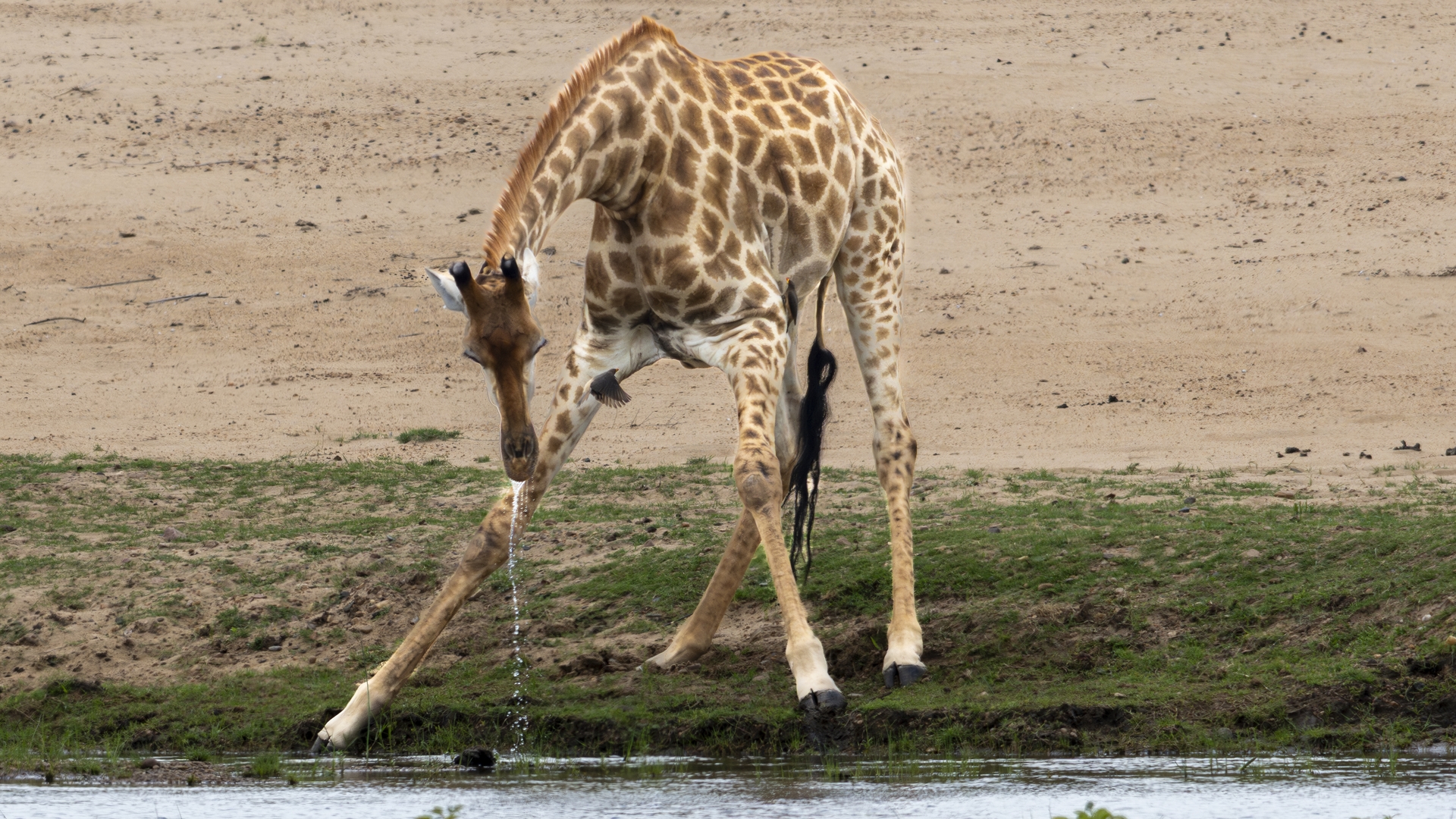 Kruger25 2025 11 04 13 24 40 ILCE 1M2 2110